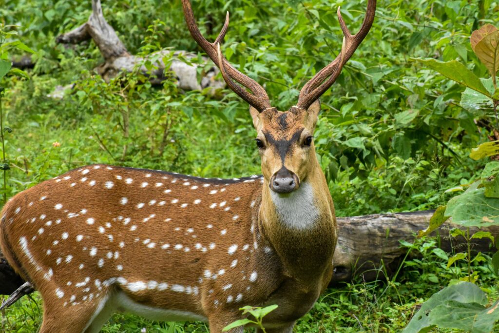 Brilliant's Blog Forest and wildlife